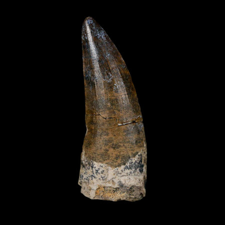 1.7" Suchomimus Fossil Tooth Cretaceous Spinosaurid Dinosaur Elraz FM Niger COA