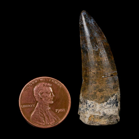 1.7" Suchomimus Fossil Tooth Cretaceous Spinosaurid Dinosaur Elraz FM Niger COA - Fossil Age Minerals