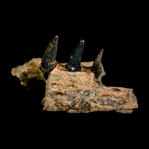 1.7" Crocodile Fossil Jaw Section With Teeth Hell Creek FM Cretaceous Age MT Riker Box