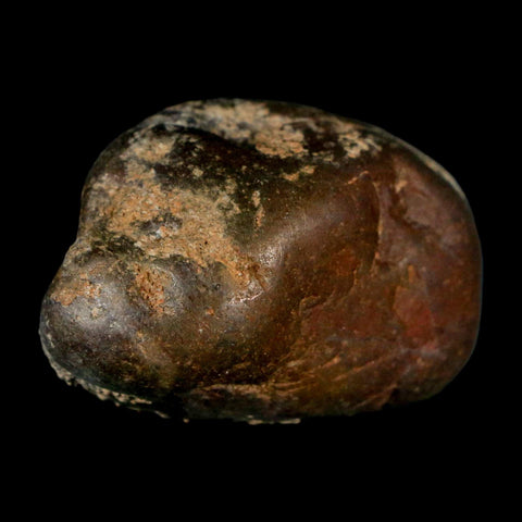 1.5" Sauropod Dinosaur Stomach Stone Gastrolith Rock Gizzard Stone COA