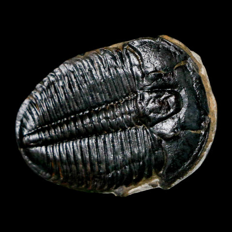 1.1" Elrathia Kingi Trilobite Fossil Utah Cambrian Age 521 Million Years Old COA - Fossil Age Minerals