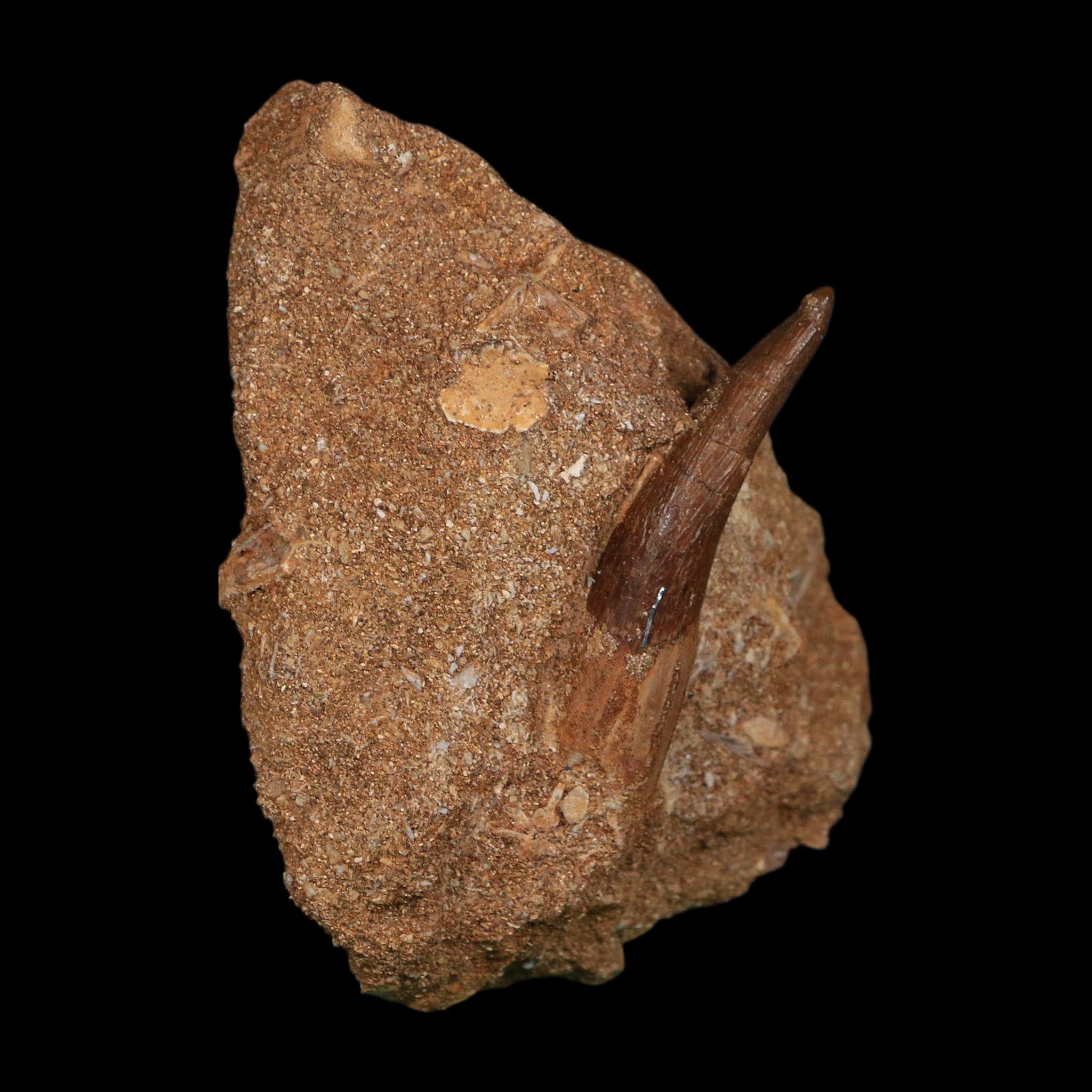 1.7" Plesiosaur Zarafasaura Tooth Fossil In Matrix Cretaceous Dinosaur Era COA