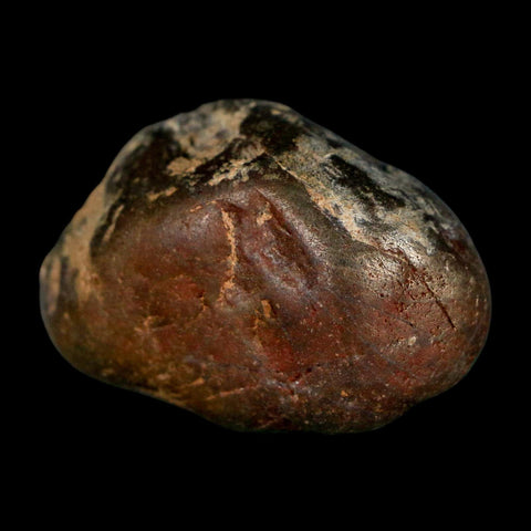 1.5" Sauropod Dinosaur Stomach Stone Gastrolith Rock Gizzard Stone COA