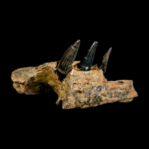 1.7" Crocodile Fossil Jaw Section With Teeth Hell Creek FM Cretaceous Age MT Riker Box