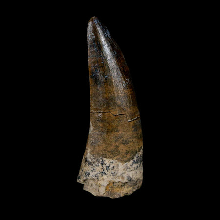 1.7" Suchomimus Fossil Tooth Cretaceous Spinosaurid Dinosaur Elraz FM Niger COA