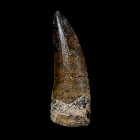 1.7" Suchomimus Fossil Tooth Cretaceous Spinosaurid Dinosaur Elraz FM Niger COA - Fossil Age Minerals