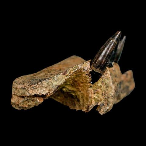 1.7" Crocodile Fossil Jaw Section With Teeth Hell Creek FM Cretaceous Age MT Riker Box