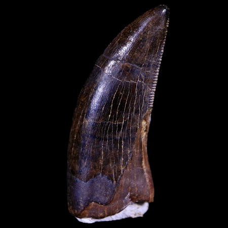1" Tyrannosaur Serrated Fossil Tooth Cretaceous Dinosaur Judith River FM MT COA