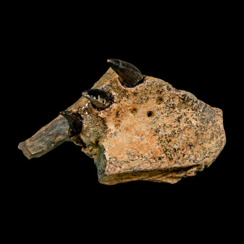 1.7" Crocodile Fossil Jaw Section With Teeth Hell Creek FM Cretaceous Age MT Riker Box