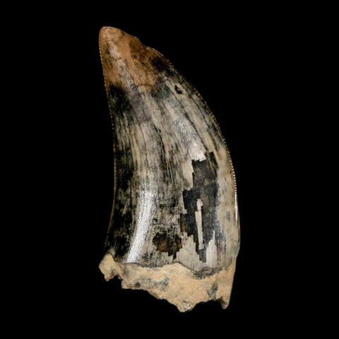 1.2" Tyrannosaur Serrated Fossil Tooth Cretaceous Dinosaur Judith River FM MT COA