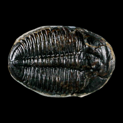 1.1" Elrathia Kingi Trilobite Fossil Utah Cambrian Age 521 Million Years Old COA - Fossil Age Minerals