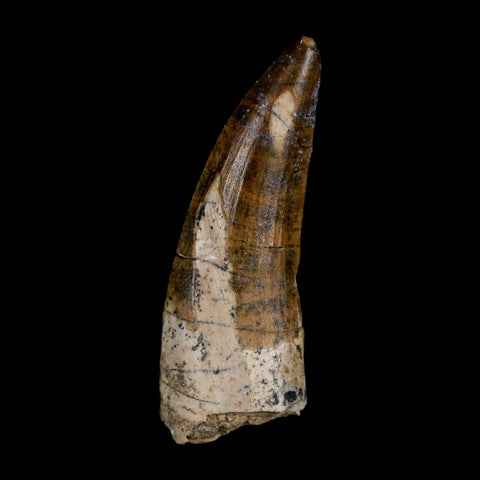 1.7" Suchomimus Fossil Tooth Cretaceous Spinosaurid Dinosaur Elraz FM Niger COA - Fossil Age Minerals