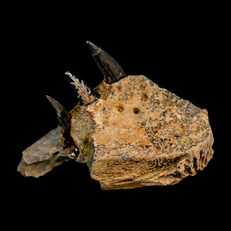 1.7 Crocodile Fossil Jaw Section With Teeth Hell Creek FM Cretaceous Age MT Riker Box