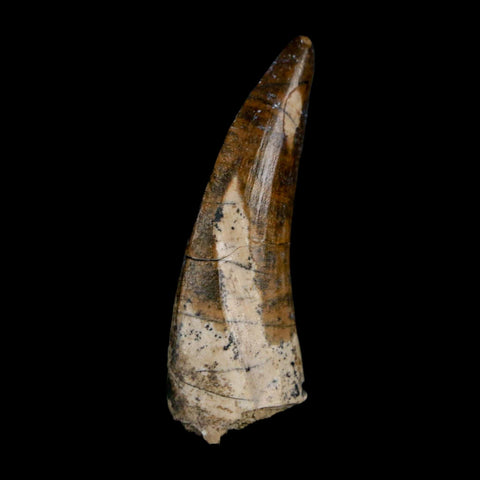 1.7" Suchomimus Fossil Tooth Cretaceous Spinosaurid Dinosaur Elraz FM Niger COA - Fossil Age Minerals