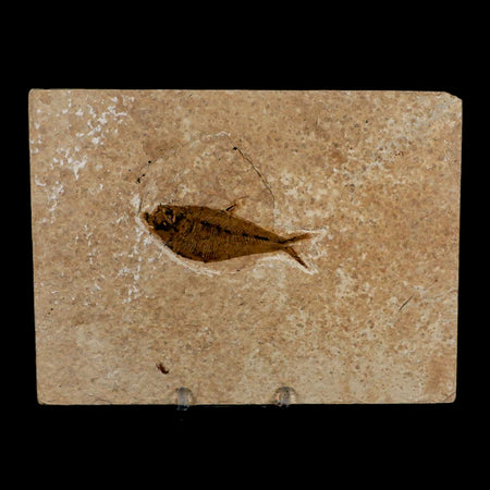 2.6" Diplomystus Dentatus Fossil Fish Green River FM WY Eocene Age COA, Stand