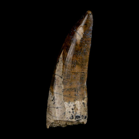 1.7" Suchomimus Fossil Tooth Cretaceous Spinosaurid Dinosaur Elraz FM Niger COA - Fossil Age Minerals