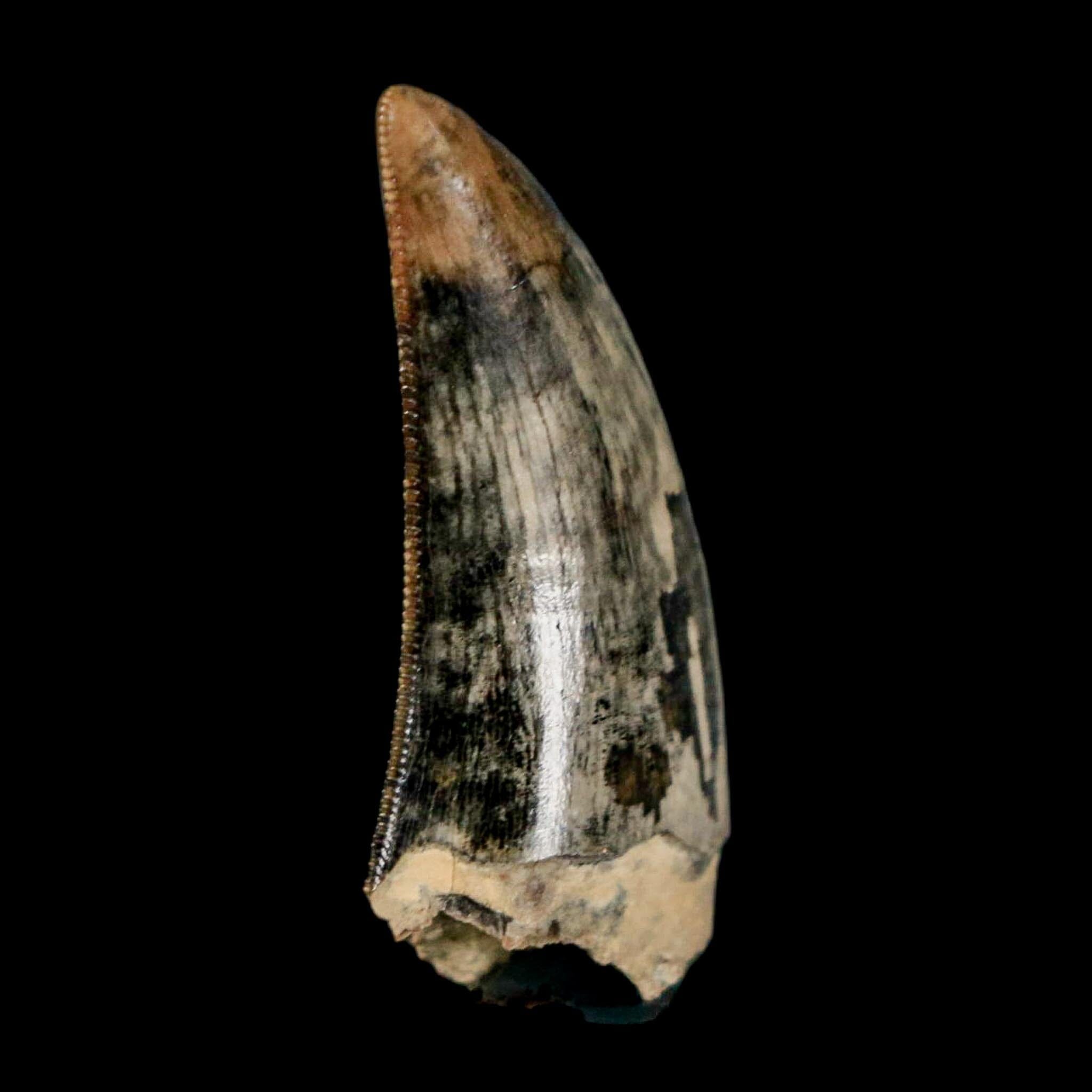 1.2" Tyrannosaur Serrated Fossil Tooth Cretaceous Dinosaur Judith River FM MT COA - Fossil Age Minerals