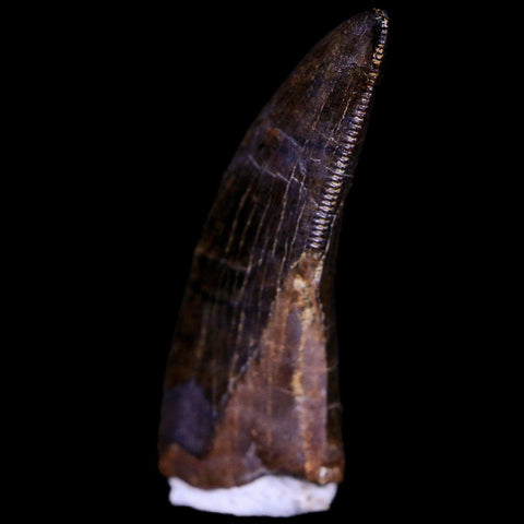 1" Tyrannosaur Serrated Fossil Tooth Cretaceous Dinosaur Judith River FM MT COA - Fossil Age Minerals