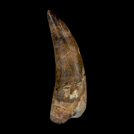 2.1" Suchomimus Fossil Tooth Cretaceous Spinosaurid Dinosaur Elraz FM Niger COA
