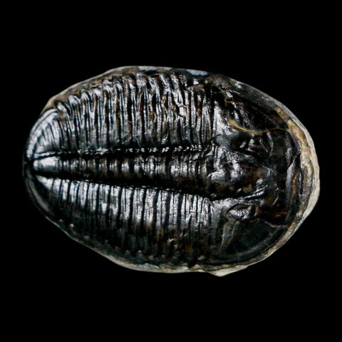 1.1" Elrathia Kingi Trilobite Fossil Utah Cambrian Age 521 Million Years Old COA - Fossil Age Minerals