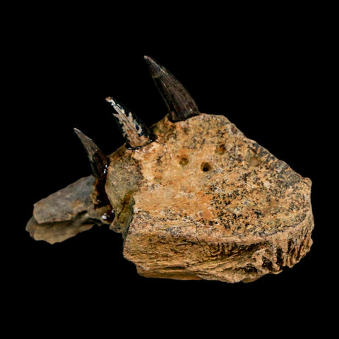 1.7" Crocodile Fossil Jaw Section With Teeth Hell Creek FM Cretaceous Age MT Riker Box