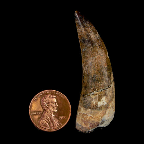 2.1" Suchomimus Fossil Tooth Cretaceous Spinosaurid Dinosaur Elraz FM Niger COA - Fossil Age Minerals