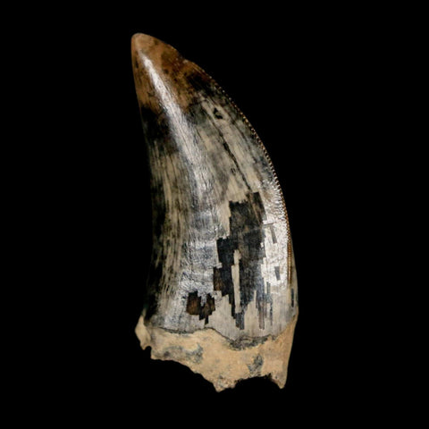 1.2" Tyrannosaur Serrated Fossil Tooth Cretaceous Dinosaur Judith River FM MT COA