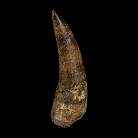 2.1" Suchomimus Fossil Tooth Cretaceous Spinosaurid Dinosaur Elraz FM Niger COA - Fossil Age Minerals