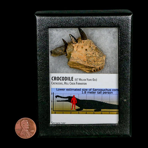 1.7" Crocodile Fossil Jaw Section With Teeth Hell Creek FM Cretaceous Age MT Riker Box