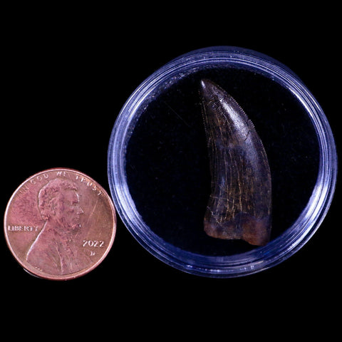 1" Tyrannosaur Serrated Fossil Tooth Cretaceous Dinosaur Judith River FM MT COA - Fossil Age Minerals
