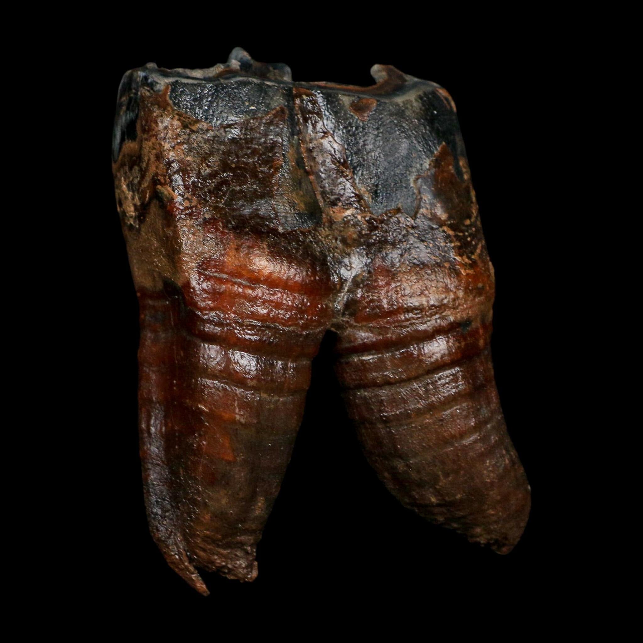 3.7" Woolly Rhinoceros Fossil Rooted Tooth Pleistocene Age Megafauna Russia COA