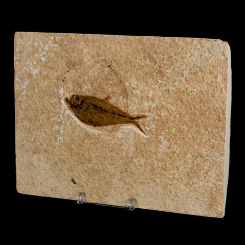 2.6" Diplomystus Dentatus Fossil Fish Green River FM WY Eocene Age COA, Stand