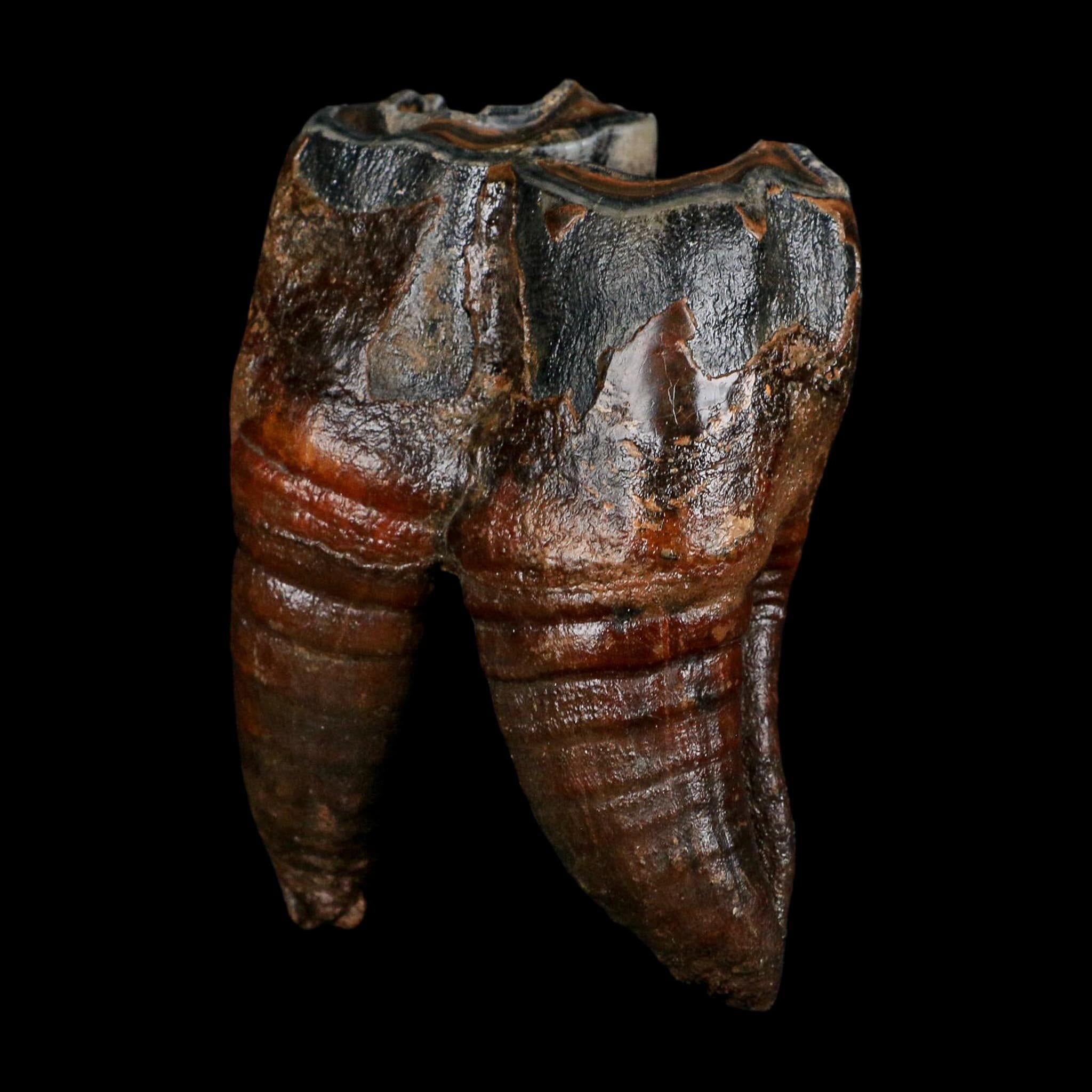 3.7" Woolly Rhinoceros Fossil Rooted Tooth Pleistocene Age Megafauna Russia COA