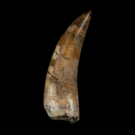 2.1" Suchomimus Fossil Tooth Cretaceous Spinosaurid Dinosaur Elraz FM Niger COA