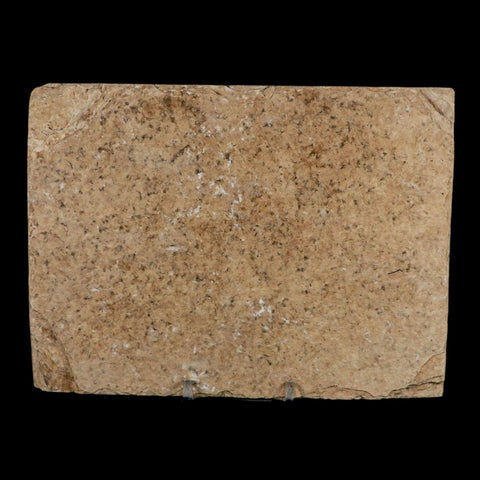 2.6" Diplomystus Dentatus Fossil Fish Green River FM WY Eocene Age COA, Stand