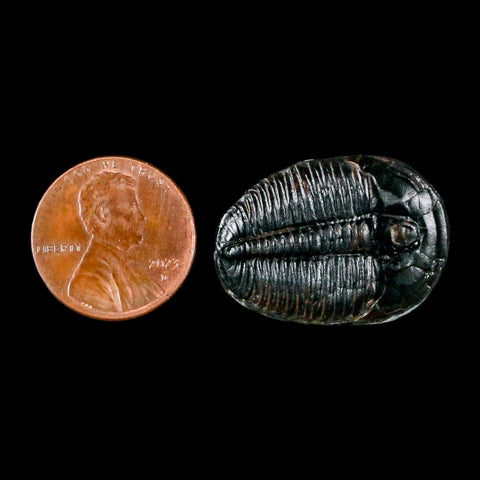 1.1" Elrathia Kingi Trilobite Fossil Utah Cambrian Age 521 Million Years Old COA - Fossil Age Minerals