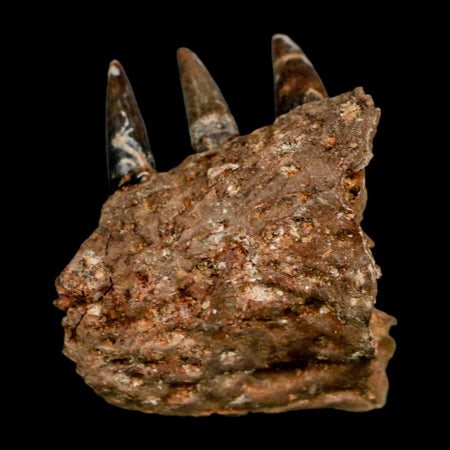 1.3 Crocodile Fossil Jaw Section With Teeth Hell Creek FM Cretaceous Age MT Riker Box