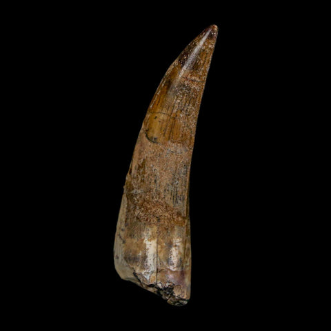 2.1" Suchomimus Fossil Tooth Cretaceous Spinosaurid Dinosaur Elraz FM Niger COA - Fossil Age Minerals