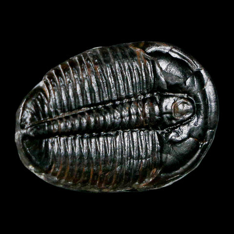 1.1" Elrathia Kingi Trilobite Fossil Utah Cambrian Age 521 Million Years Old COA - Fossil Age Minerals