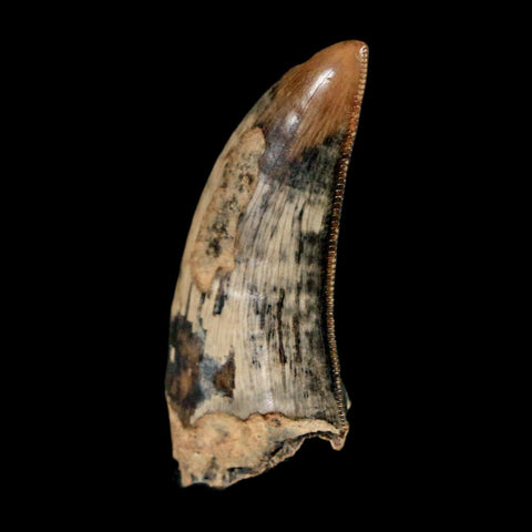 1.2" Tyrannosaur Serrated Fossil Tooth Cretaceous Dinosaur Judith River FM MT COA