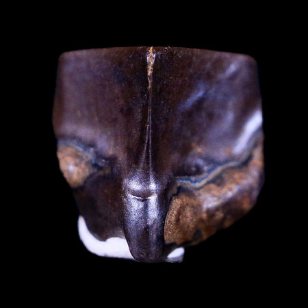 0.4" Lambeosaurus Fossil Tooth Judith River FM Montana Cretaceous Dinosaur COA