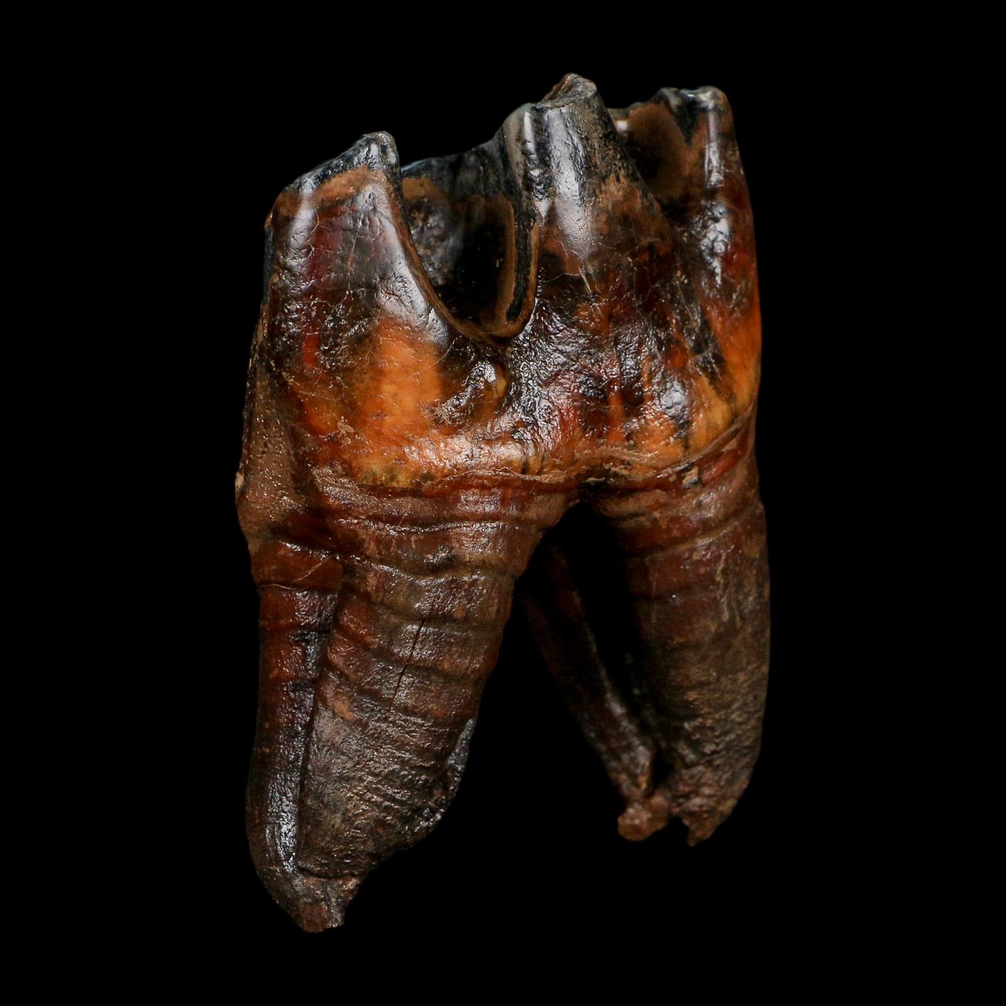 3.7" Woolly Rhinoceros Fossil Rooted Tooth Pleistocene Age Megafauna Russia COA