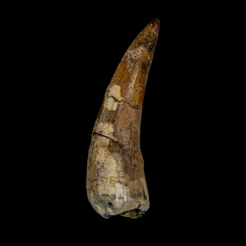 2.1" Suchomimus Fossil Tooth Cretaceous Spinosaurid Dinosaur Elraz FM Niger COA - Fossil Age Minerals