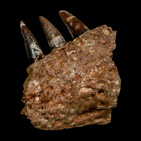 1.3" Crocodile Fossil Jaw Section With Teeth Hell Creek FM Cretaceous Age MT Riker Box