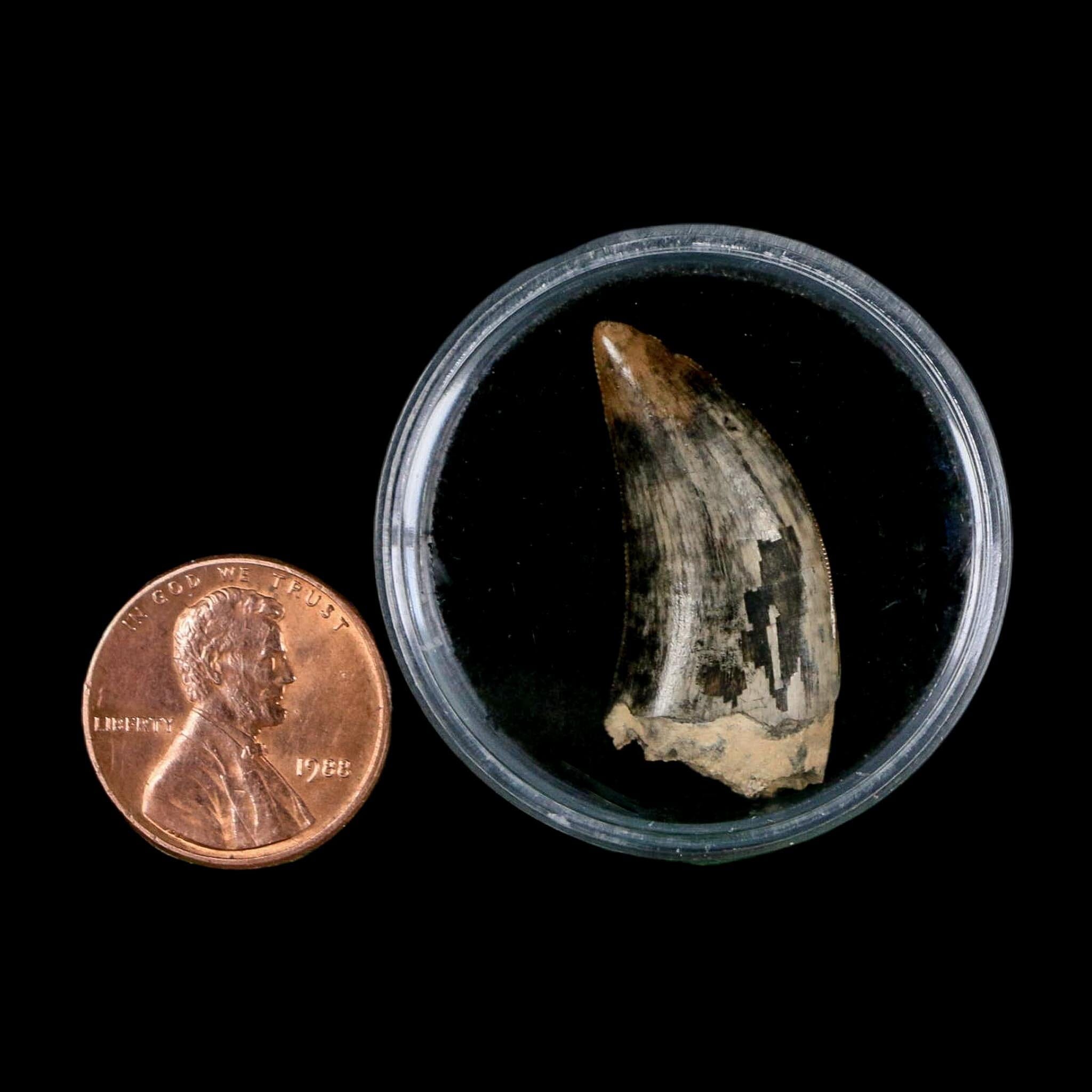 1.2" Tyrannosaur Serrated Fossil Tooth Cretaceous Dinosaur Judith River FM MT COA - Fossil Age Minerals