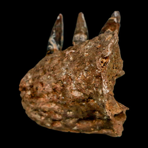 1.3" Crocodile Fossil Jaw Section With Teeth Hell Creek FM Cretaceous Age MT Riker Box