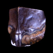 0.4" Lambeosaurus Fossil Tooth Judith River FM Montana Cretaceous Dinosaur COA