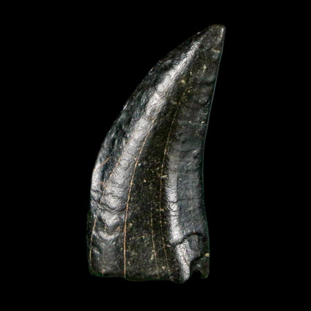 0.8" Tyrannosaur Serrated Fossil Tooth Cretaceous Dinosaur Judith River FM MT COA