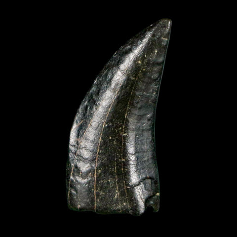 0.8" Tyrannosaur Serrated Fossil Tooth Cretaceous Dinosaur Judith River FM MT COA