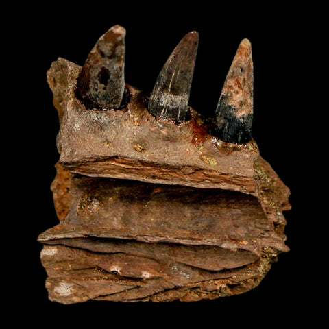 1.3" Crocodile Fossil Jaw Section With Teeth Hell Creek FM Cretaceous Age MT Riker Box